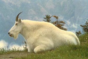 male_mountain_goat_animal_oreamnos_americanus