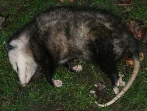 opossum
