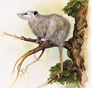 virginia-opossum-6916