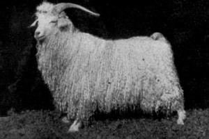 goat.url