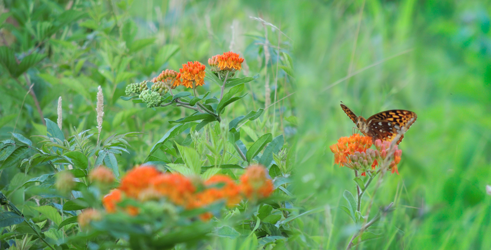 Butterfly on Pleurisy root - botanical name - asclepias tuberose