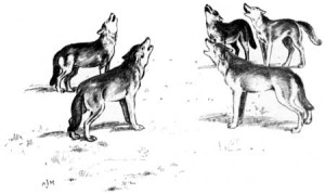 Canis_lupus_howling_(illustration)