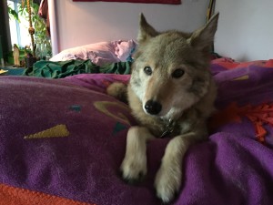 Customized Coyote