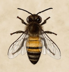 honey bee