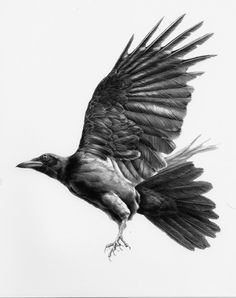crow