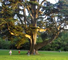 kids tree