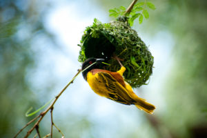 weaver-bird