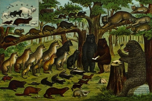animals-vote-cahoot-edit