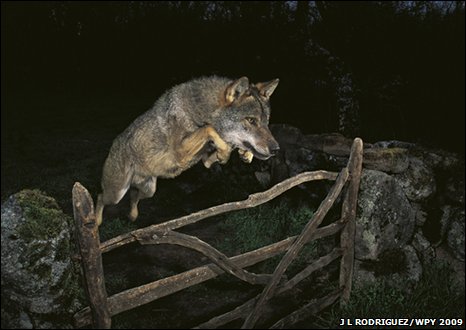 _46585508_wolf
