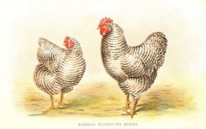 Animal-Bird-Chicken-Plymouth-Rocks-1024x647