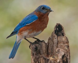 blue bird
