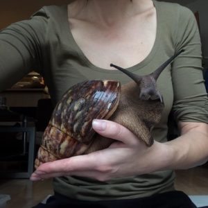 Archachatina marginata ovum 